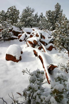 新的降雪