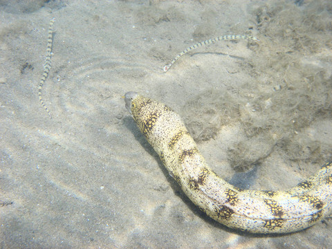鰻魚