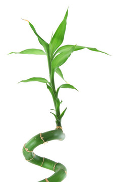 幸運竹白