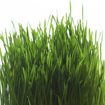 近草