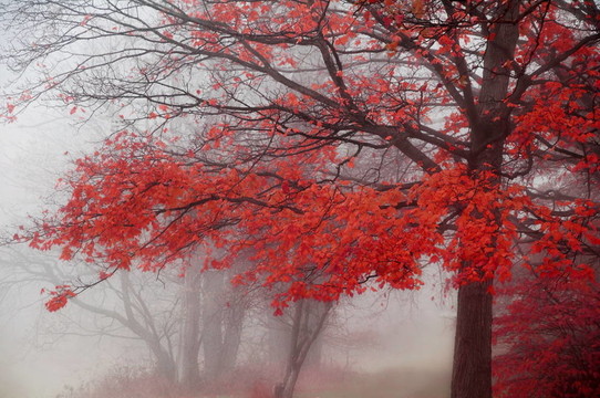 紅色的秋