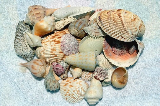 海貝殼