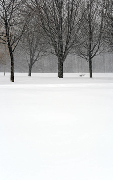 樹在暴風雪