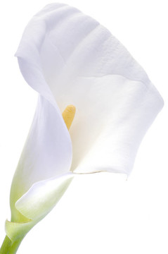 Calla lily在白