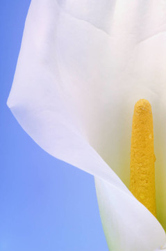 Calla lily在藍色背景白色花