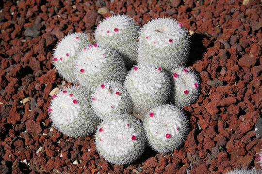 開(kāi)花的仙人掌