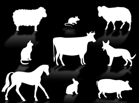 農(nóng)場里的動物