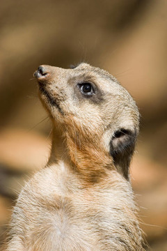 meercat盯上