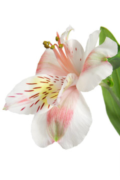 Alstromeria
