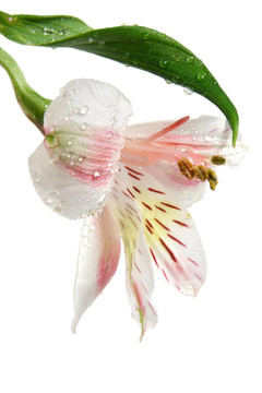 Alstromeria