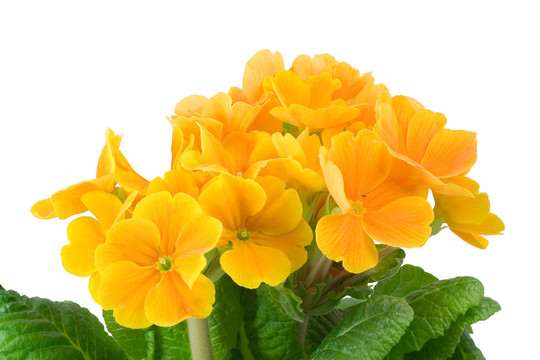 報(bào)春花屬