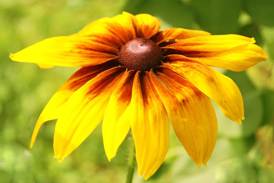 太陽花。