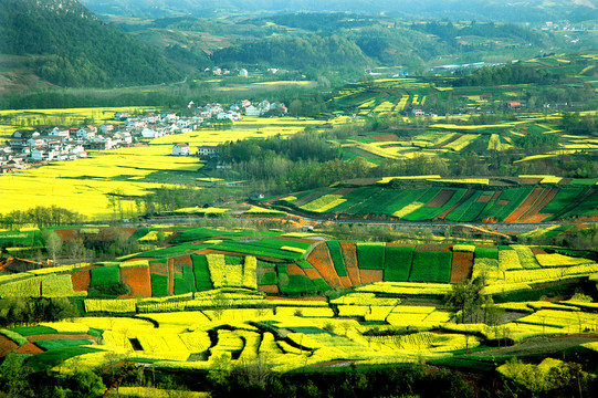 油菜花海 田野 田園 農(nóng)業(yè)經(jīng)濟