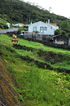 農場在亞速爾群島