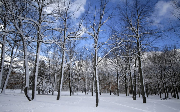 公園里的冬天