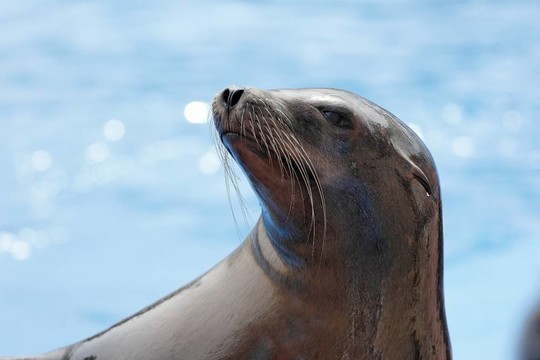 海獅