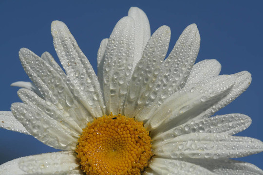 雛菊