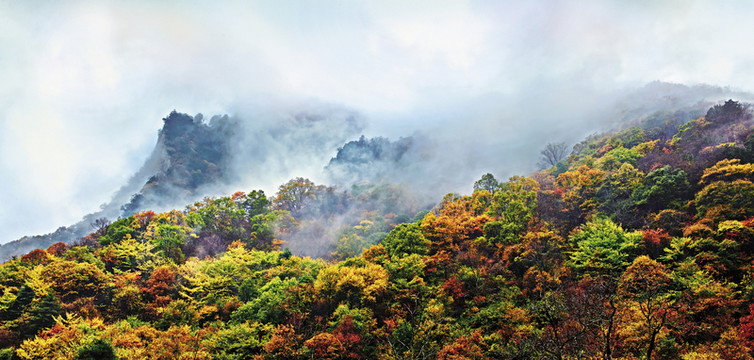 秦嶺 云山 原始森林 高山生態(tài)