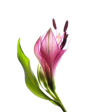 alstrameria