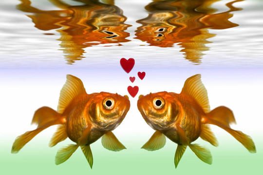 魚