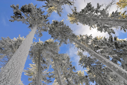 雪樹(shù)1