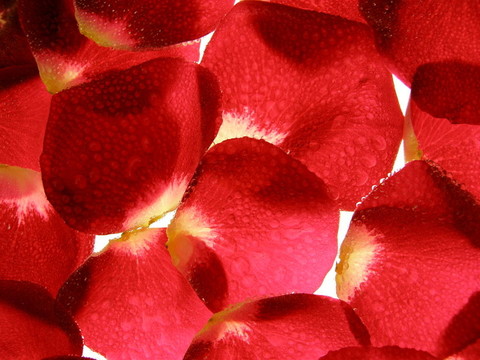 紅玫瑰花瓣