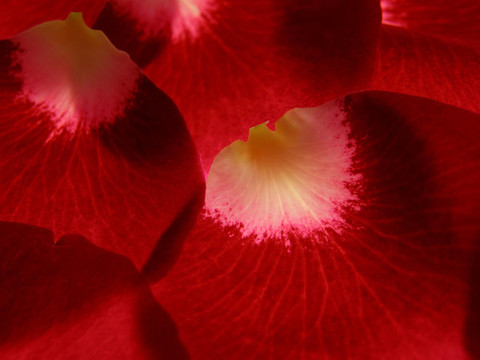 紅玫瑰花瓣