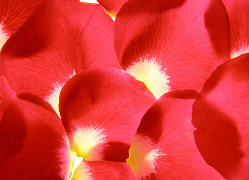 紅玫瑰花瓣