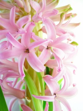 粉紅色的風(fēng)信子花