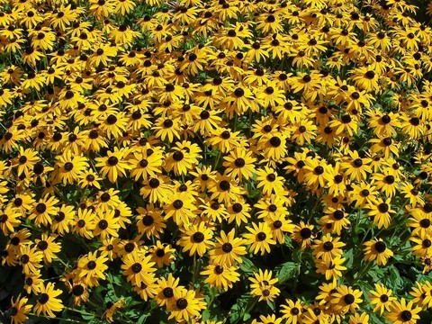棕色的眼睛Susans