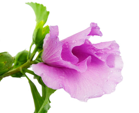 美麗的薔薇花