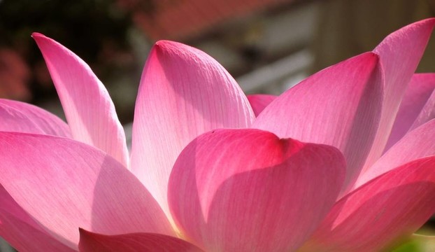 背光的蓮花花瓣
