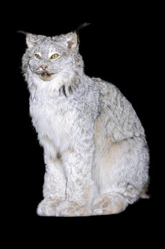 加拿大猞猁