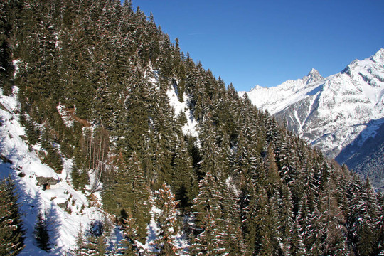 霞慕尼森林山