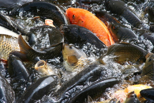 在磅游泳的魚