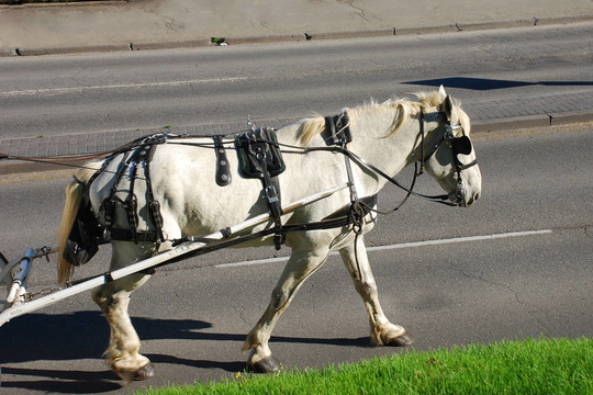 馬馬車