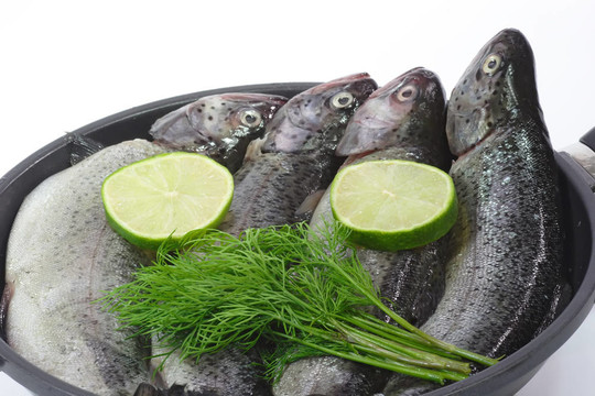 虹鱒魚