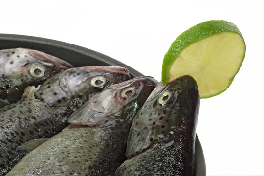 彩虹鱒魚