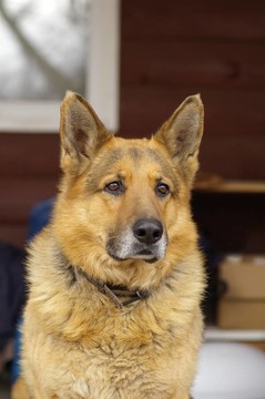 德國(guó)牧羊犬