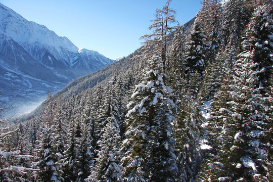 霞慕尼森林山