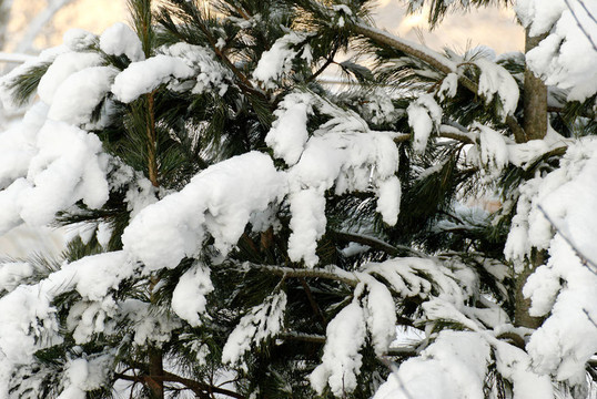 雪上冷杉枝
