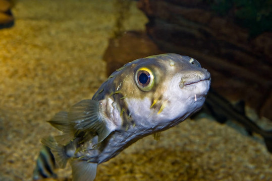 可愛的魚
