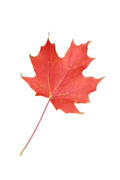 紅色的楓葉