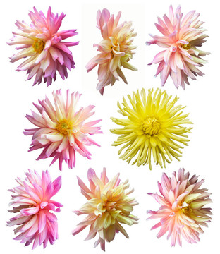 花集