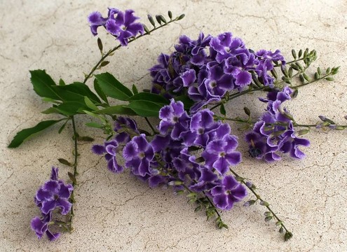 藝妓的花
