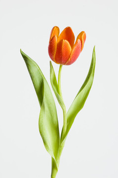 橙花