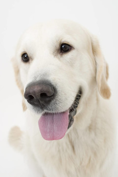 狗