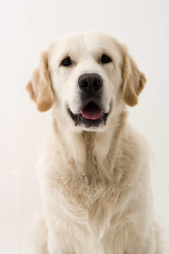 金毛獵犬