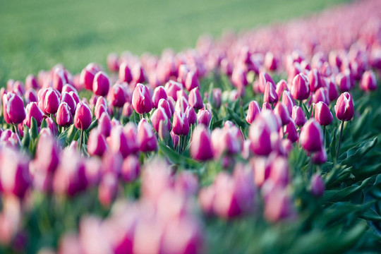 場tullips