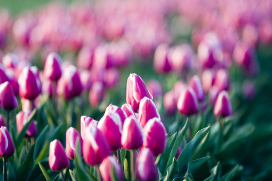 tullips